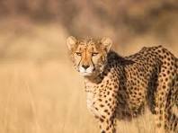 Wildlife and Conservancy image